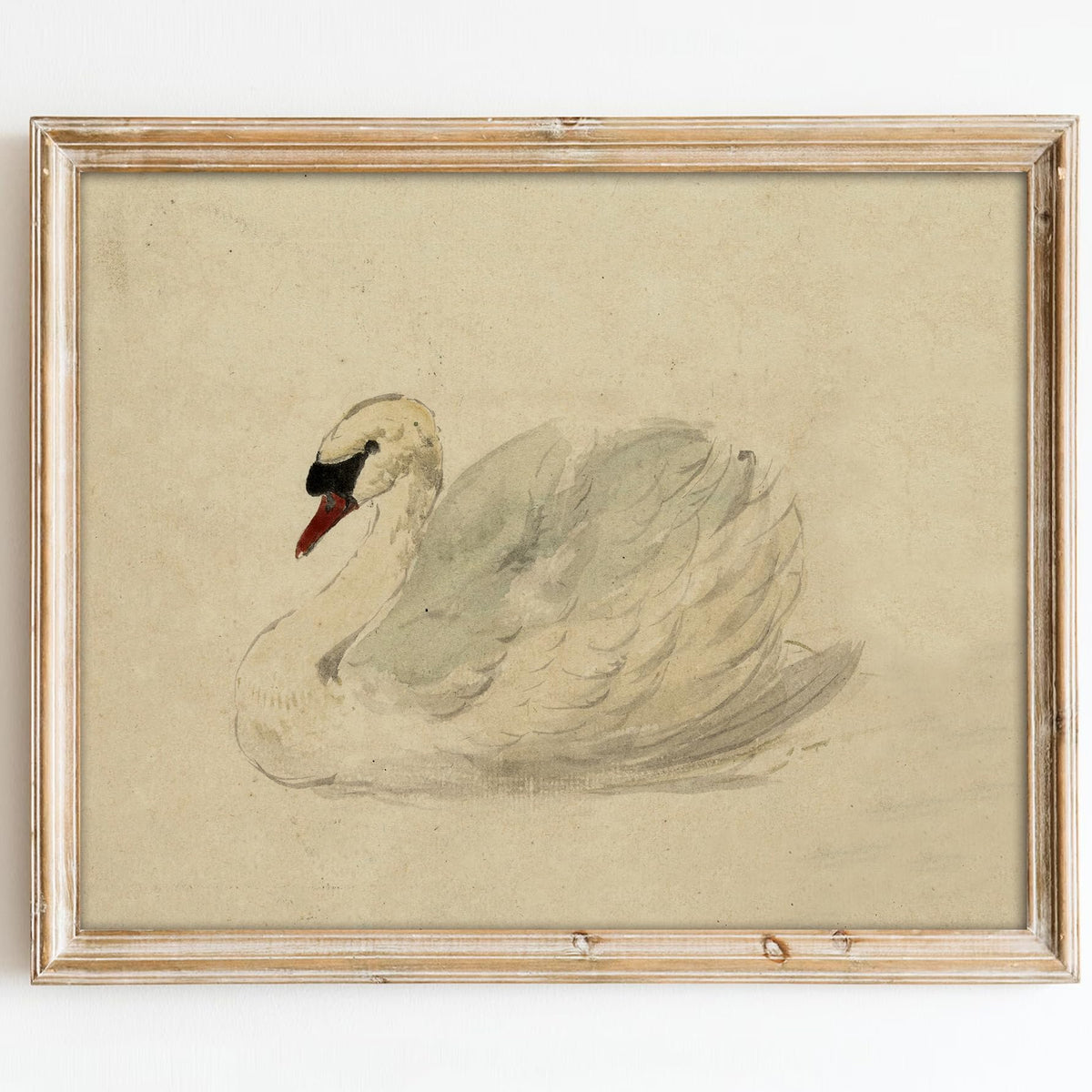 Classical Swan Canvas Wall Art | Vintage Watercolor Print